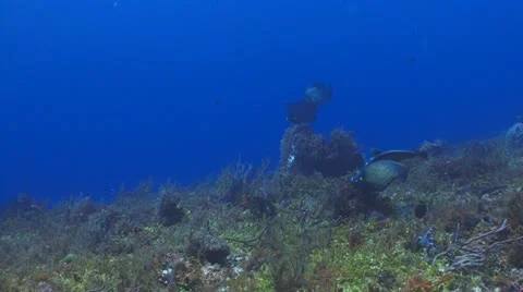 Angelfish (2 couples) Stockbeeldmateriaal 11164036