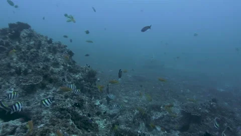 Angelfish and Damsels Stock Footage 147428213