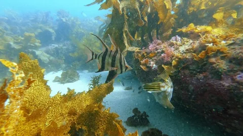 Angelfish and puffer fish swim amongst kelp Stock Footage 128762012