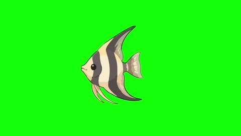 Angelfish animated swimming gently moving fins underwater 4k green screen b.. Stock Footage 345856568