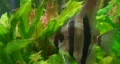 Angelfish in Aquarium 02 HD Footage