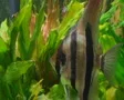 Angelfish in Aquarium 02 SD Footage