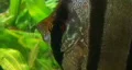 Angelfish in Aquarium HD Footage