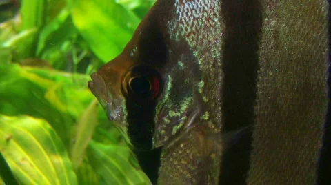 Angelfish in Aquarium Video stock 343917