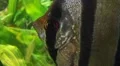 Angelfish in Aquarium HD Footage