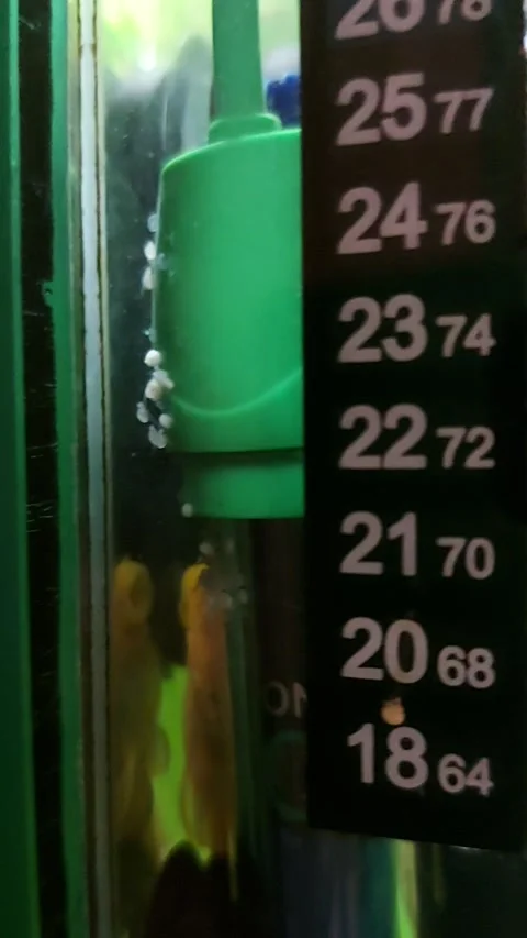 Angelfish caviar Stock Footage 172543731