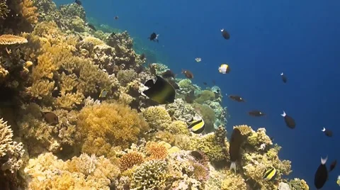 Angelfish on a coral reef Stock Footage 51542153