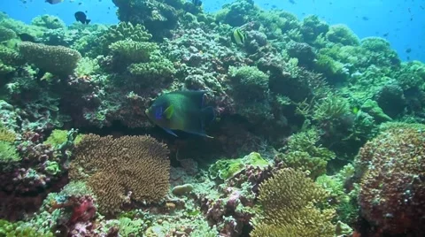 Angelfish on a coral reef Stock Footage 51592133