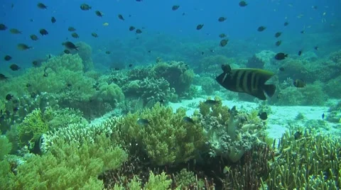 Angelfish on a coral reef Video stock 51592227
