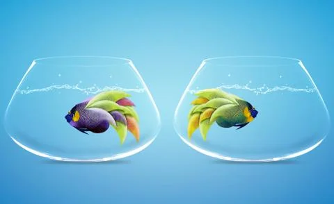 Angelfish in difference way Stock Photos