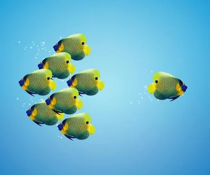 Angelfish in difference way Stock Photos