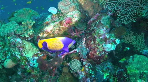 Angelfish Stock Footage 351091