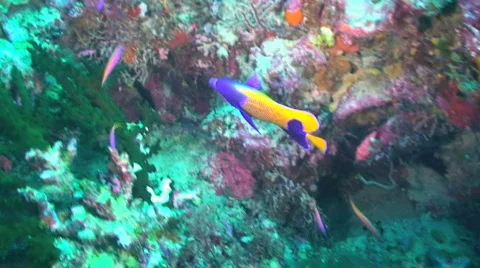 Angelfish Stock Footage 351100