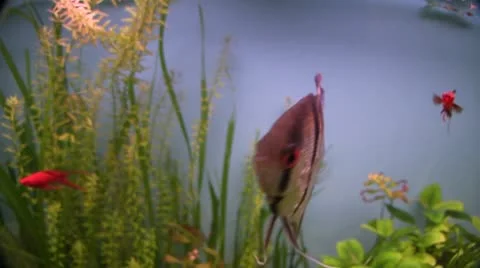 Angelfish Stock Footage 10733120