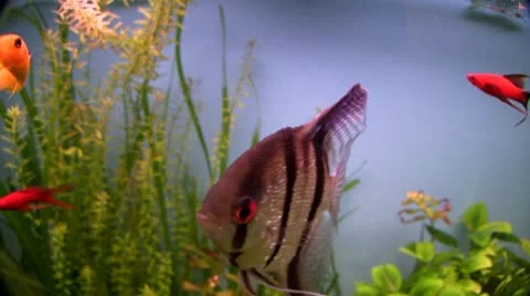 Angelfish Stock Footage 10733180