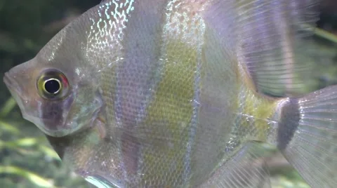 Angelfish Stock Footage 40542938