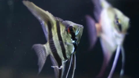 Angelfish Stock Footage 132578871