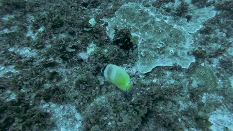 Angelfish Stock Footage 147427896