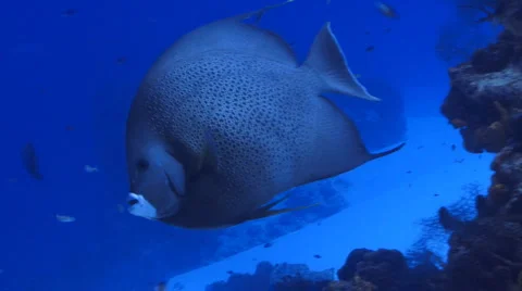 Angelfish gray 5-19 Stock Footage 926194