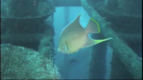 Angelfish on Gulf of Mexico Rig Stock Footage 133426191