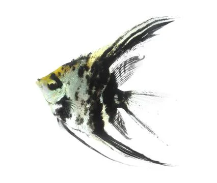 Angelfish Stock Illustration