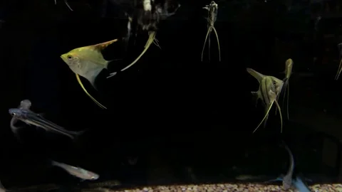 Angelfish Irisdescent Shark Algae Eater Fish 動画素材 120762865