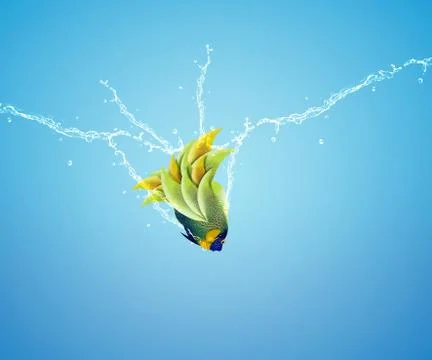 Angelfish jumping Stock Photos