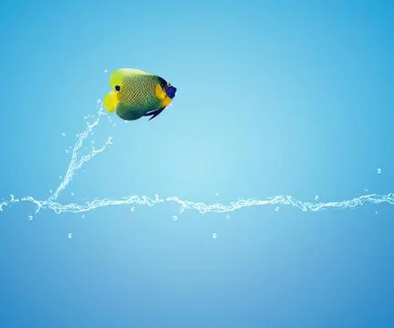 Angelfish jumping Stock Photos