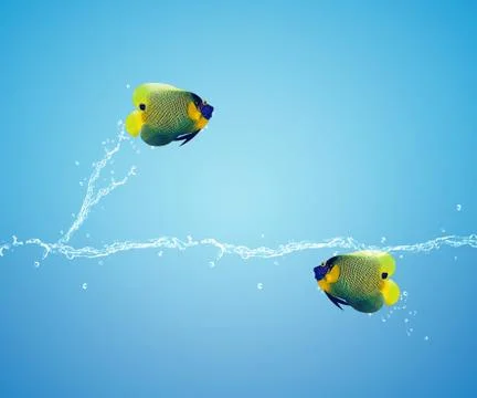 Angelfish jumping Stock Photos