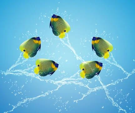 Angelfish jumping Stock Photos