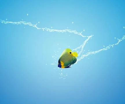 Angelfish jumping Stock Photos