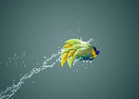 Angelfish jumping Stock Photos