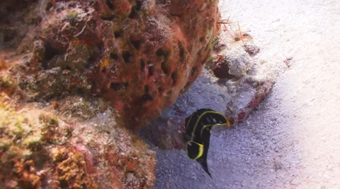 Angelfish ( Juvenile) 库存影片 1068547