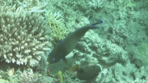 Angelfish - Kaiserfisch Video stock 102952843