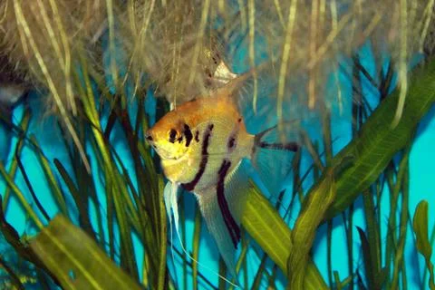 Angelfish Stock Photos