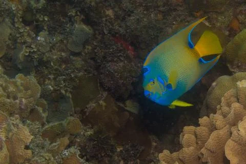 Angelfish Stock Photos