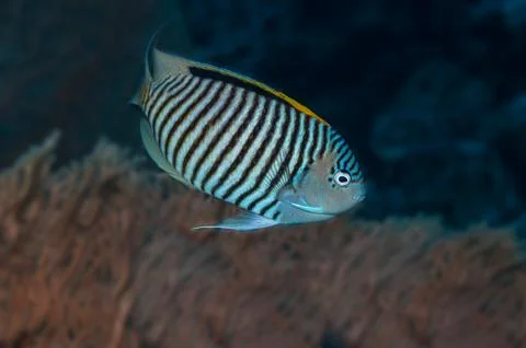 Angelfish Stock Photos