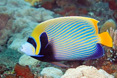 Angelfish Stock Photos
