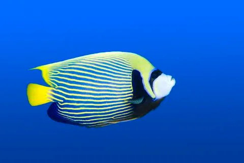Angelfish Stock Photos