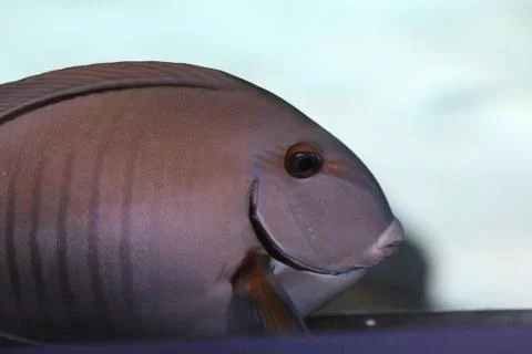 Angelfish Stock Photos