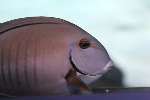 Angelfish Stock Photos