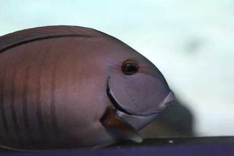 Angelfish Stock Photos