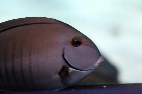 Angelfish Stock Photos