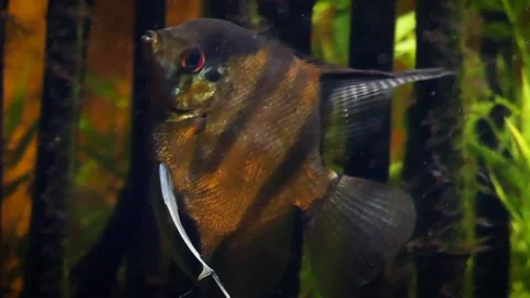 Angelfish (Pterophyllum scalare) Stock Footage 205080874