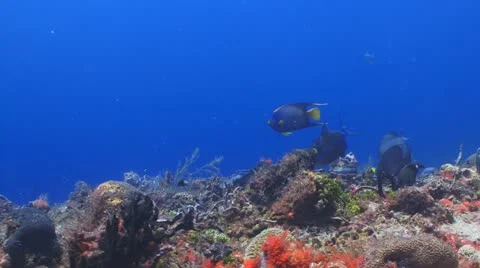 Angelfish, Queen Triggerfish on coral reef Vidéo 11271919