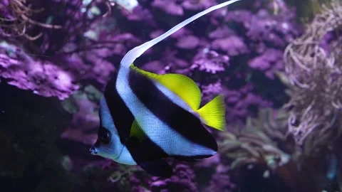 Angelfish swimming  Stock Footage 297021427