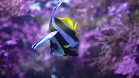 angelfish swimming  Video stock 299970367