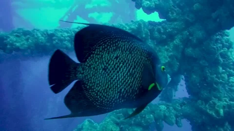 AngelFish -TibiriTabara- Stock Footage