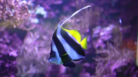  angelfish underwater Stock Footage 300105100