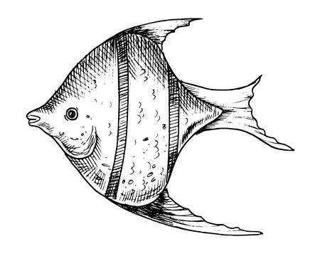 Angelfish vector illustration. Hand drawn illustration of Fish in outline style Stock Illustration